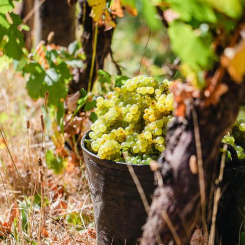 Crittenden Vineyard 6 _ Happy Sips Wine Tours