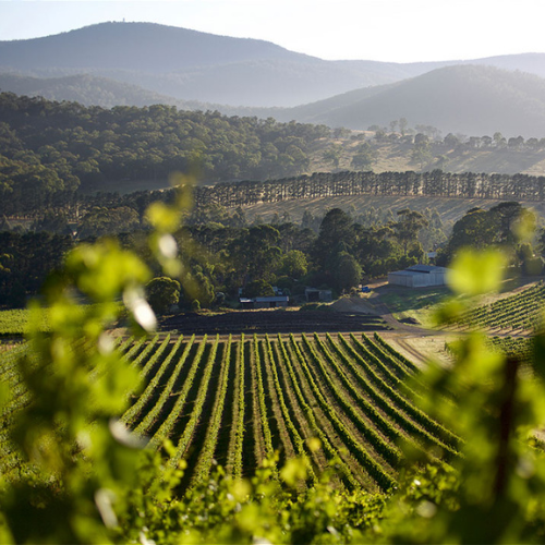 De Bortoli Wines 2 _ Happy Sips Wine Tours